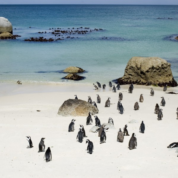 Pingvintelep, Boulders beach, Cape Town