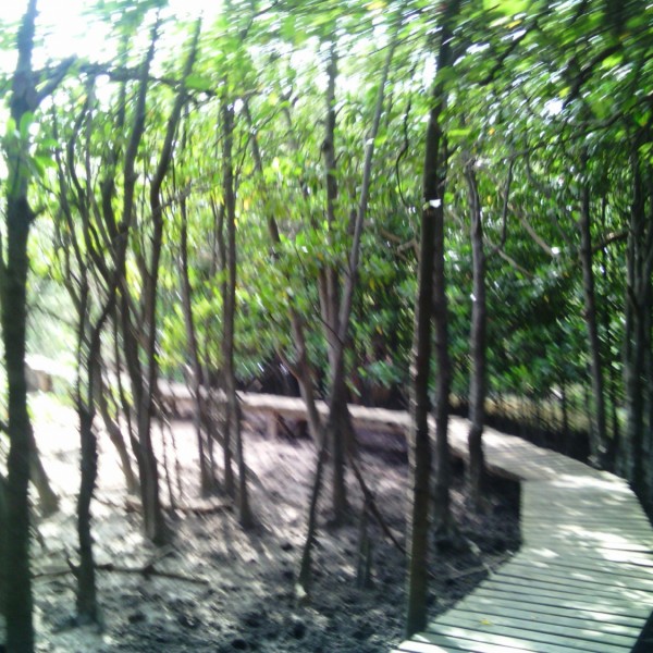 Durban, mangrove